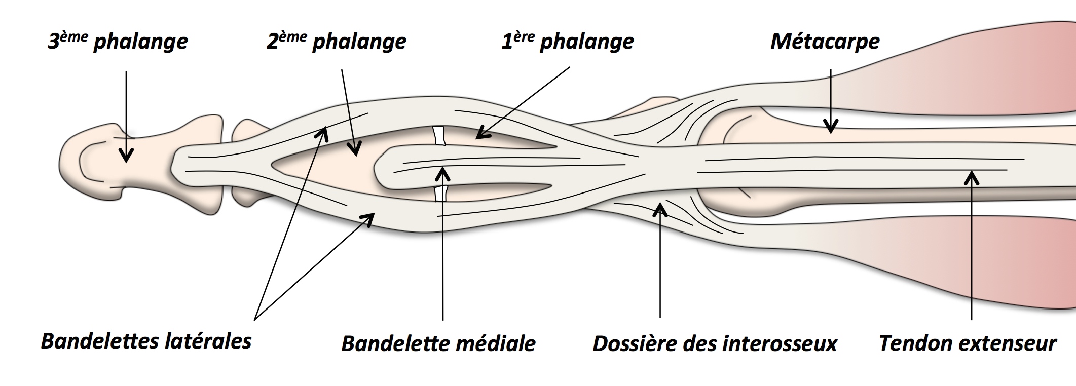 Anatomie du et de la main Clinique Ostéo Articulaire des Cèdres Grenoble